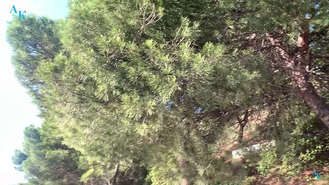 Гора Кошка и горизонт. Крым. 27.12.2023г. смотреть онлайн