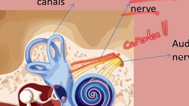 SSLC Biology 2021 | Complete Subject Revision | Part 1 | A+ Guaranteed |012 Archana Ma'am смотреть онлайн