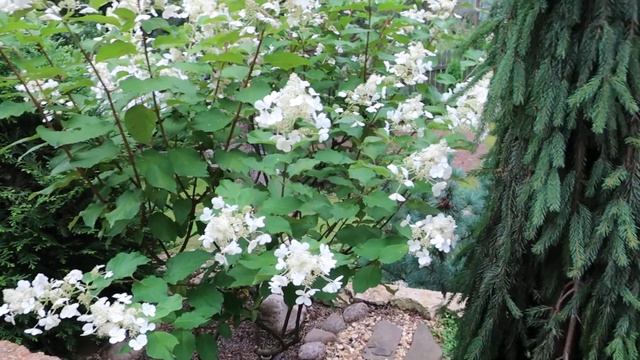 ГОРТЕНЗИЯ МЕТЕЛЬЧАТАЯ WHITE LADY - смотреть онлайн