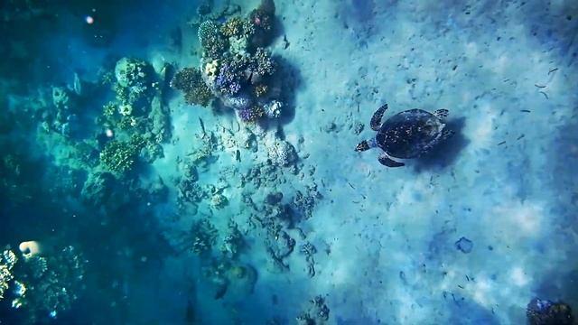 Черепаха, Turtle, Schildkröte, Pensee Royal Garden, Utopia Beach Club.Nikon w300 смотреть онлайн