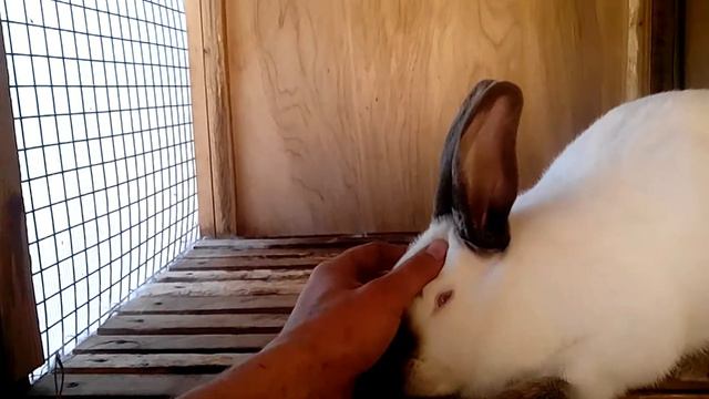 Я трогаю деток и мамка их не ест! Что я делаю не так??!! смотреть онлайн
