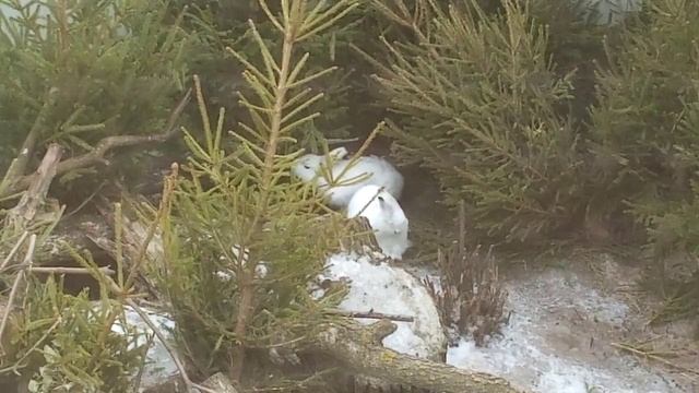 Шпионаж за зайцами. Агент Мазай007. Беляки Фаня и Батарей смотреть онлайн