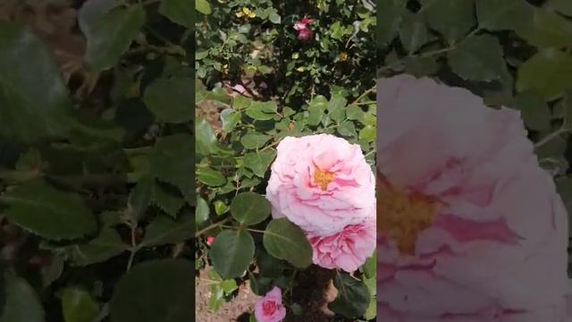 Роза Aloha (Boener)