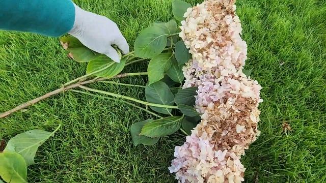 Обрезать или не обрезать крупнолистную гортензию смотреть онлайн