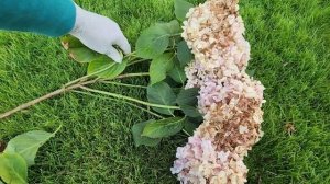 Обрезать или не обрезать крупнолистную гортензию