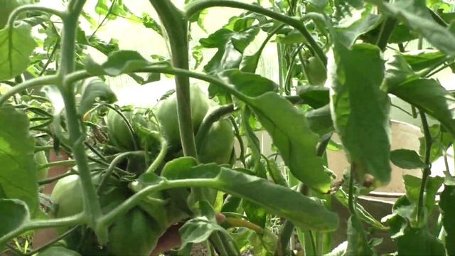 Я на даче 8.07.2023 смотреть онлайн