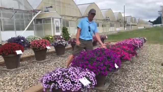 Durabloom Petunias смотреть онлайн
