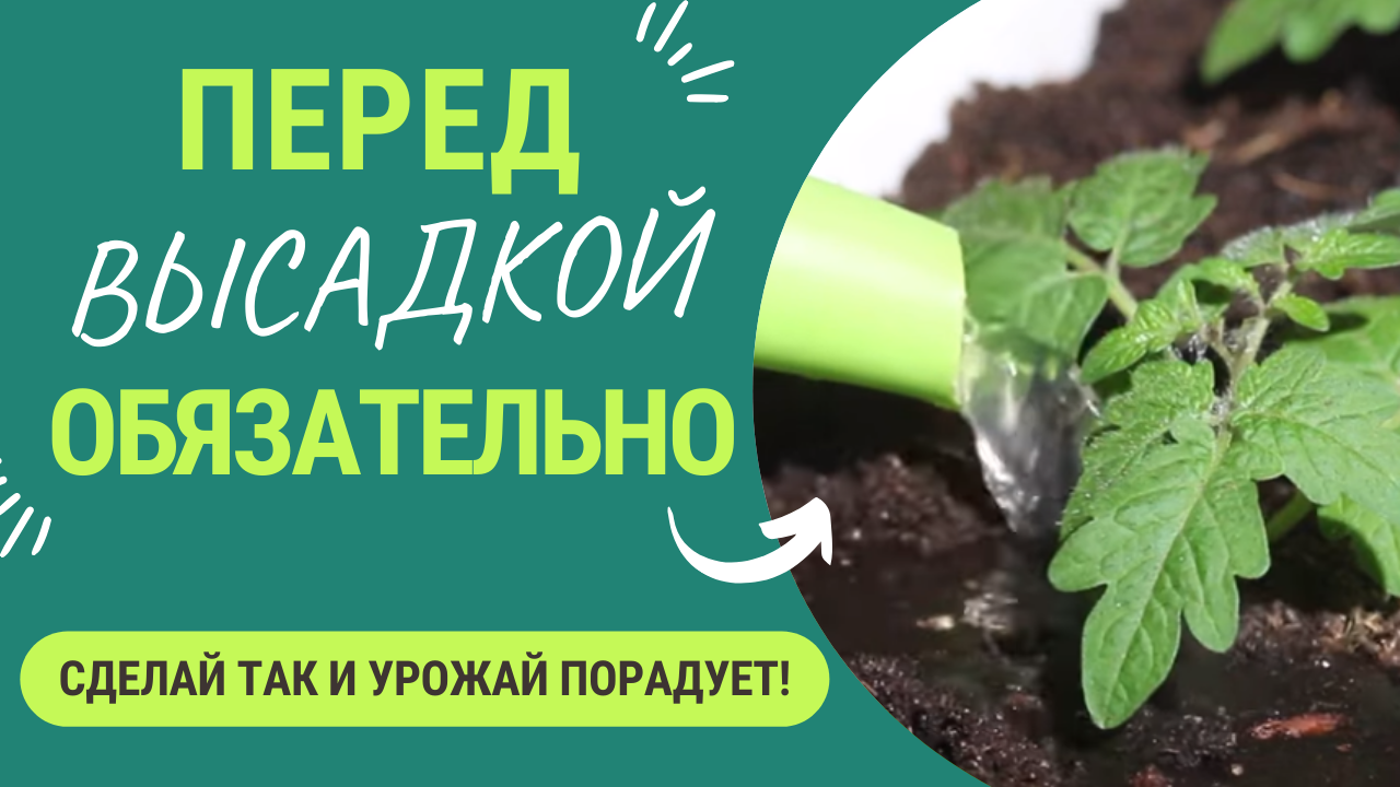 Что обязательно нужно сделать перед высадкой рассады_ смотреть онлайн