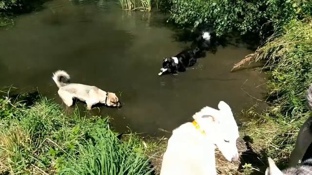 на пруду смотреть онлайн