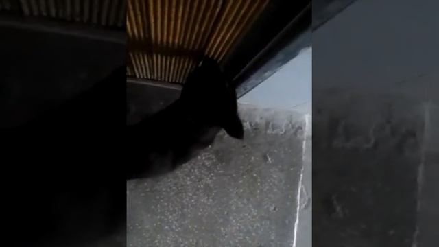 Как гулять с котом без ошейники в подъезде. смотреть онлайн