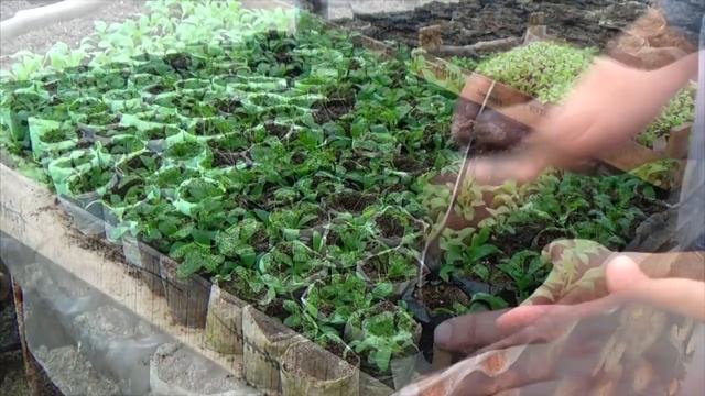 Алиссум - как можно легко вырастить рассаду алиссума! смотреть онлайн