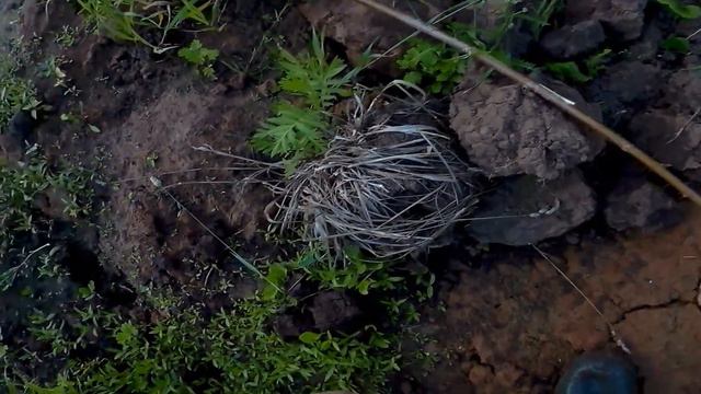 Щука на летние жерлицы смотреть онлайн