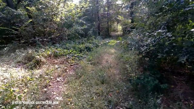 ТАИНСТВЕННЫЕ ДЕБРИ. Парк Маяковского. Каменск-Шахтинский. Август 2021. Природа. Видео Арон Моисееви смотреть онлайн