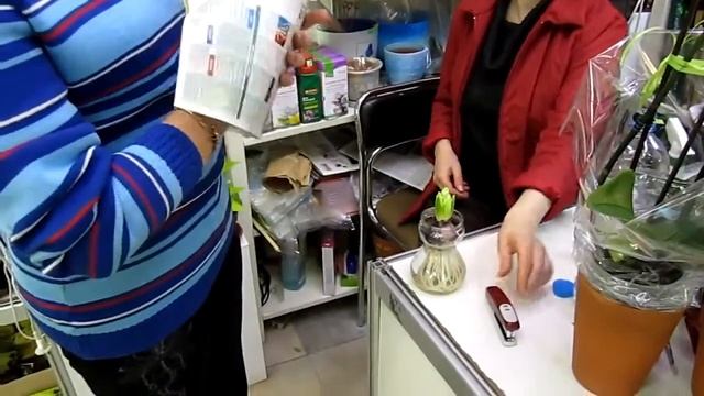 Как ускорить рост луковичных в зимний период смотреть онлайн
