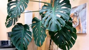 Монстера. Как вырастить монстеру без хлопот
