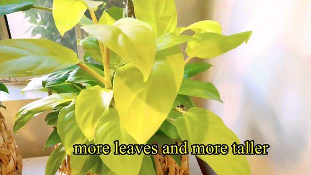 THE BEAUTY OF PHILODENDRON LEMON LIME AND MONSTERA DELICIOSA SPLITLEA ( UPDATES) SHORT VIDEO смотреть онлайн