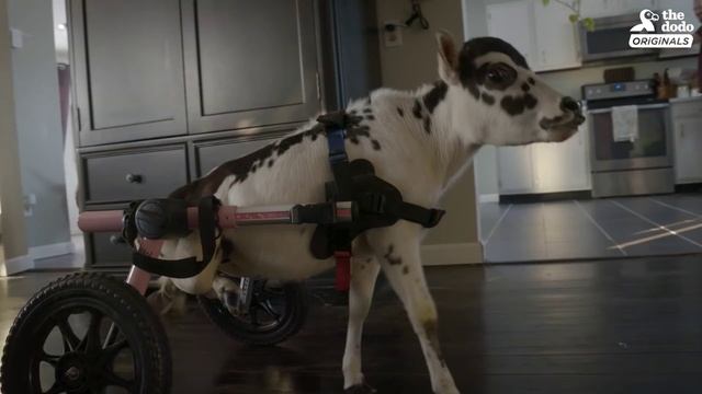 This Perfect Little Baby Is Called A ZEBU | The Dodo Comeback Kids смотреть онлайн