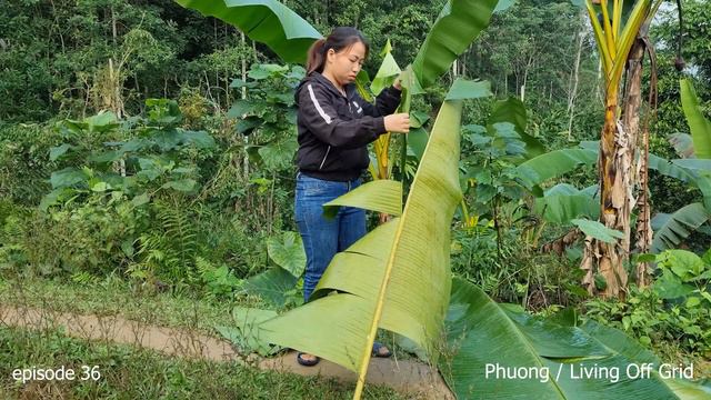 Harvest Oranges To Sell At The Market & Make Gac Cake For My Son | Phuong / Living Off Grid. Ep 36