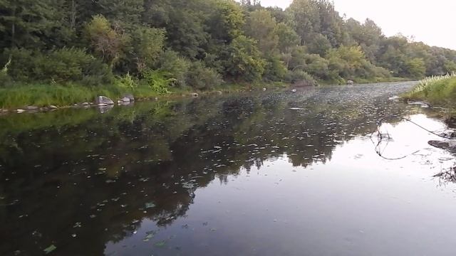 Река Шелонь за Порховом смотреть онлайн