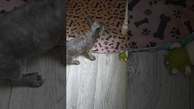 Самые красивые и воспитанные щенки французского бульдога смотреть онлайн
