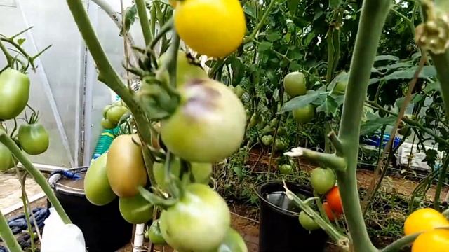 Томат Огненный шар индиго (Indigo Fireball). смотреть онлайн