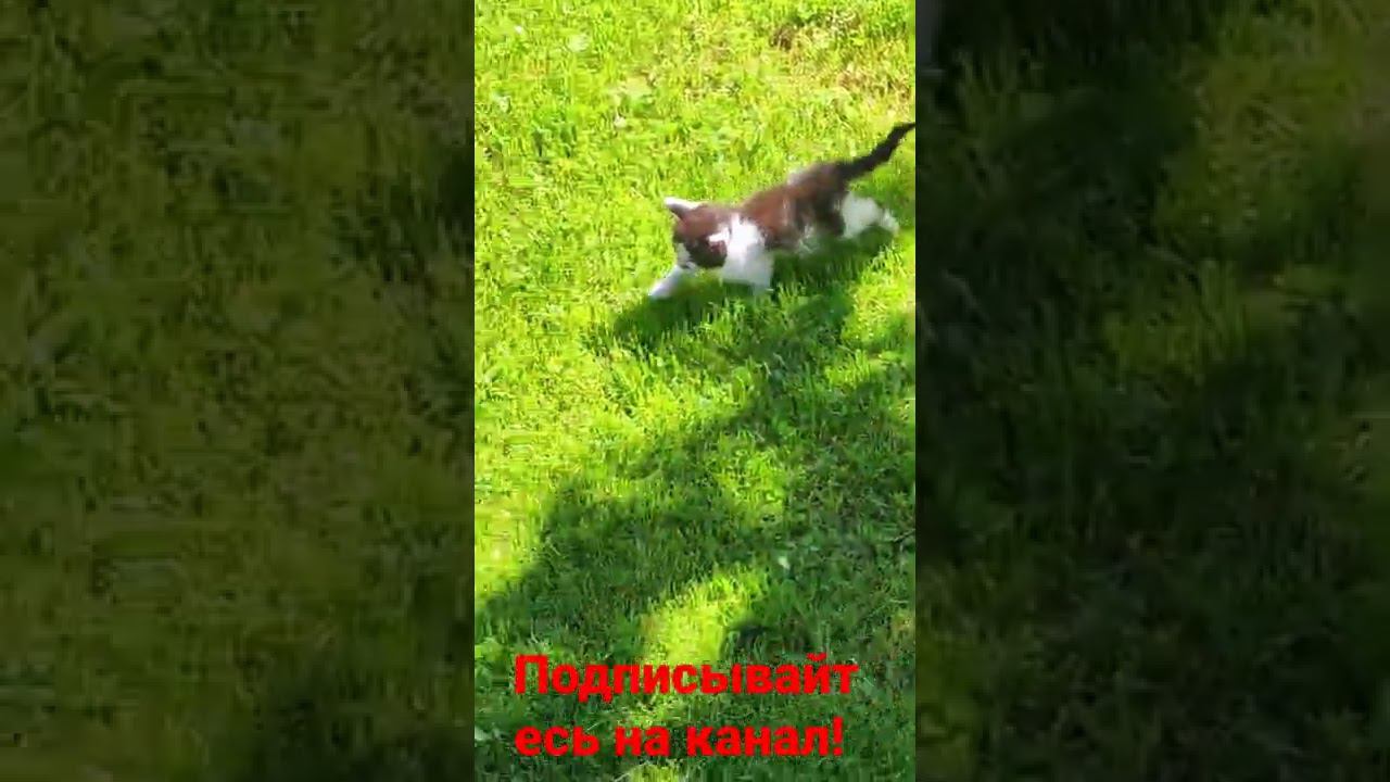 котëнок трава и солнышко! смотреть онлайн