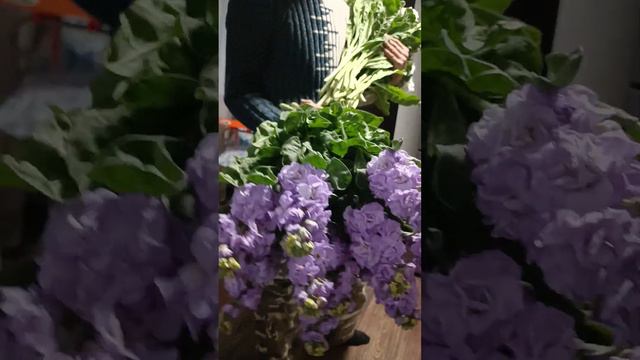 #цветыоптом #маттиола #левкой смотреть онлайн