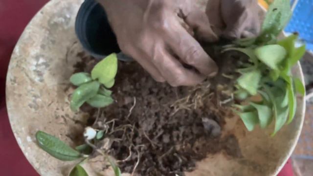 Ledebouria / Socialis