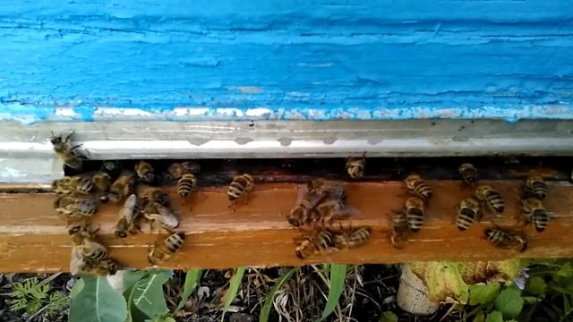 ???АНОМАЛЬНАЯ ЖАРА +38.А ПЧЁЛЫ РАБОТАЮТЬ ??? смотреть онлайн