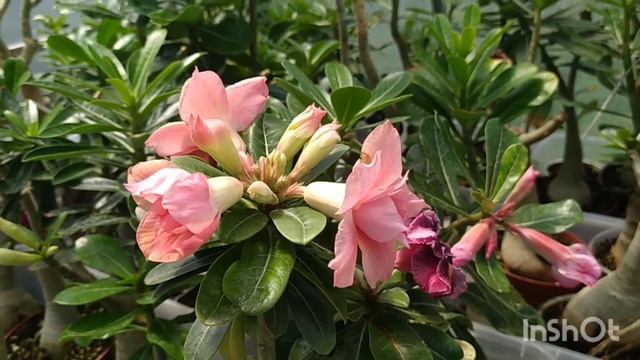 Адениумная жизнь 23.07.22. Мою теплицу, профилактика клеща, новый сеянец. смотреть онлайн