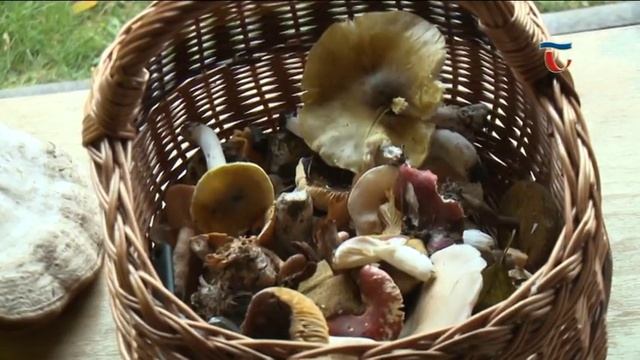171101 Híradó 03 Ehető és mérgező gombákat is vizsgálhattak az Agostyáni túra résztvevői смотреть онлайн