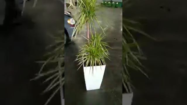 Dracaena Marginata Sunray&Lechuza Cubico