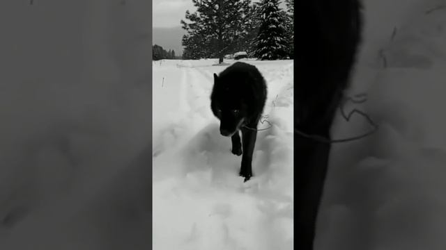Самый красивый в мире черный волк! смотреть онлайн