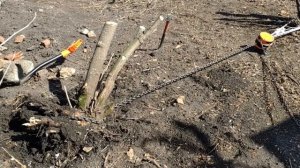 2 ЧАСТЬ КОРЧЕВАНИЕ ПНЕЙ цепной ТАЛЬЮ