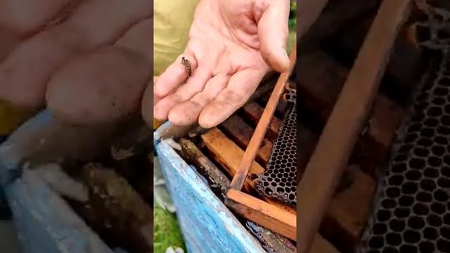 Как и чем пометить матку. смотреть онлайн