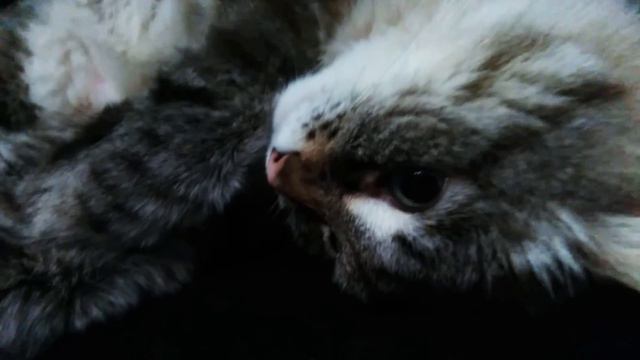 Наш любимый старый кот смотреть онлайн