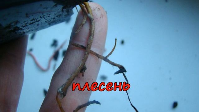 Клематисы. Саженцы. Агрохолдинг "Поиск" смотреть онлайн