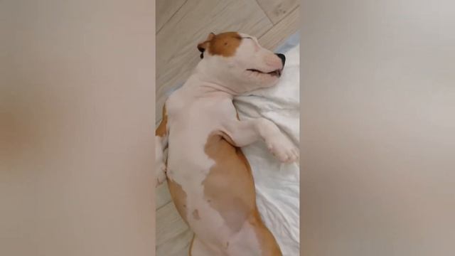 Стаффорд от1.5 месяцев до1.5летАмстафф Мира