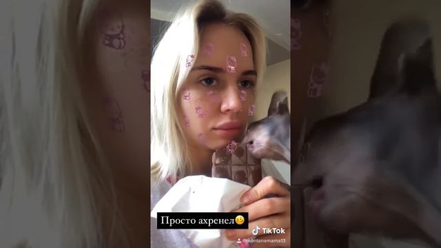Когда кот гнида или братская шоколадка?😂 #Топ#мойкот#сфинкс#толябля смотреть онлайн