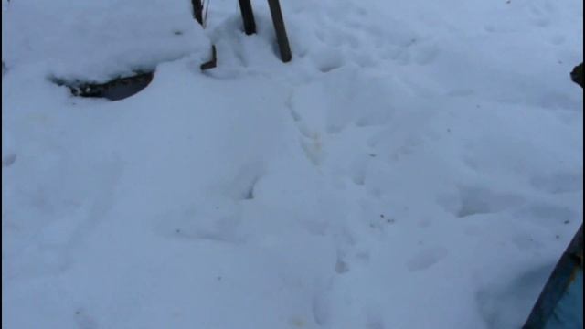 ✅ Осмотр КЛУБА! Двухэтажный лежак на 40 рамок (рамка 300 Dadan) Смоленское Пчеловодство? смотреть онлайн