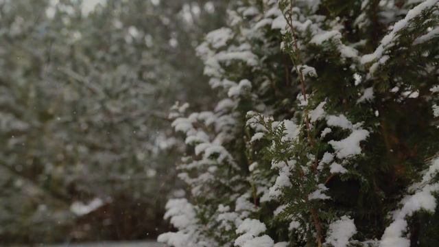 Какие деревья нельзя сажать возле дома. 6 деревьев, от которых лучше избавиться и не высаживать смотреть онлайн