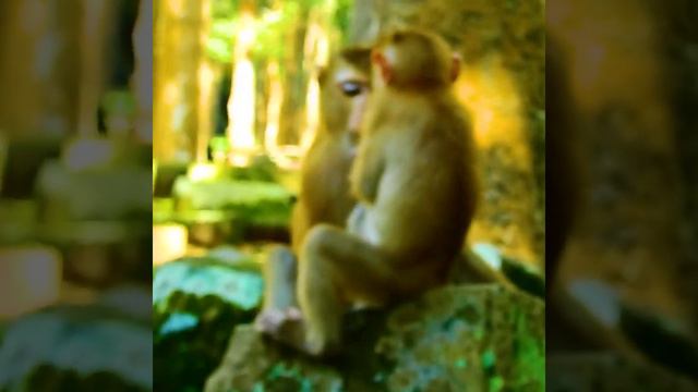 She Feels Very Relax When Sister Luna Comfort And Grooming For Her смотреть онлайн