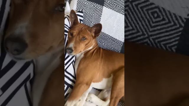 #dog #bono basenji#собака говорун #basenji смотреть онлайн