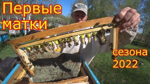 Матководство. Первые матки сезона 2022