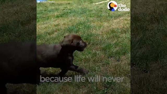 Kids React to New Dogs | The Dodo смотреть онлайн