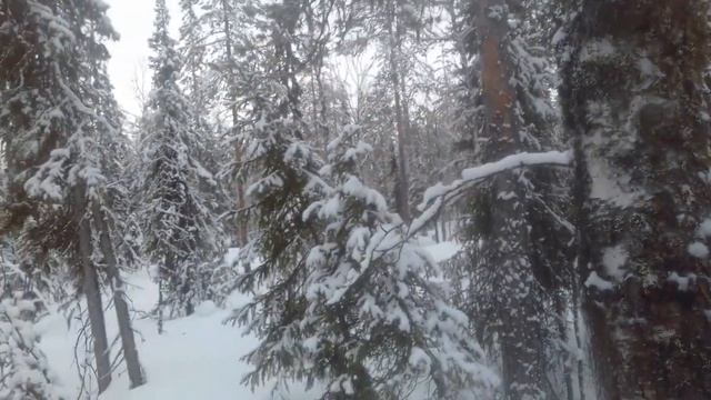 Приманка на куницу и соболя смотреть онлайн