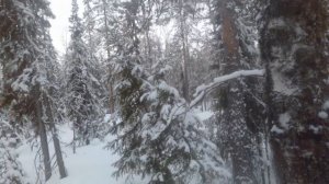 Приманка на куницу и соболя