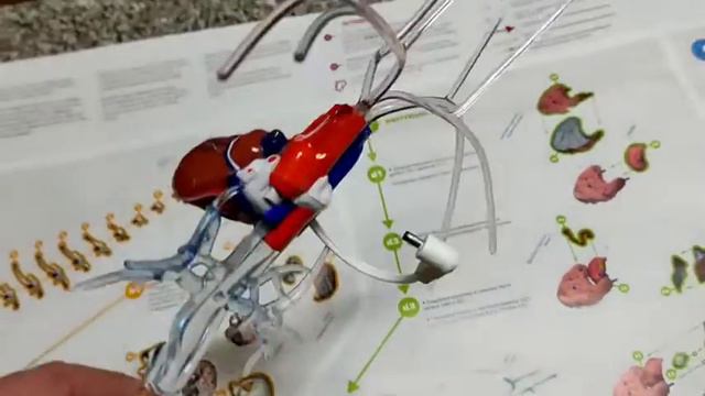 Анатомическая модель человека серия 5 смотреть онлайн