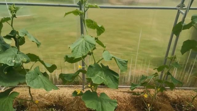 Дачные будни: обзор теплицы и огорода в июле? смотреть онлайн