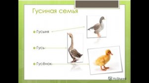 Домашние птицы и их детёныши